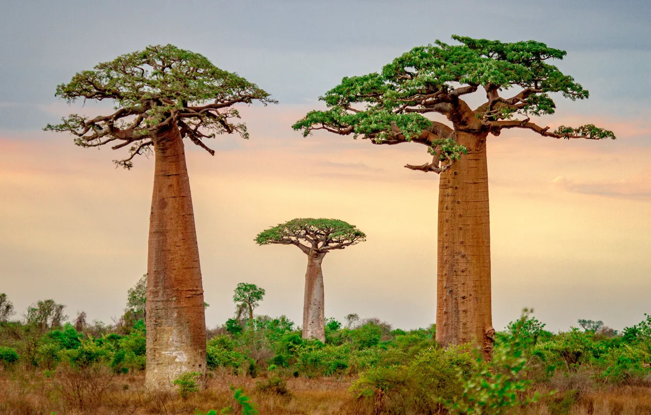 Photo wallpaper trees, baobab, Madagascar