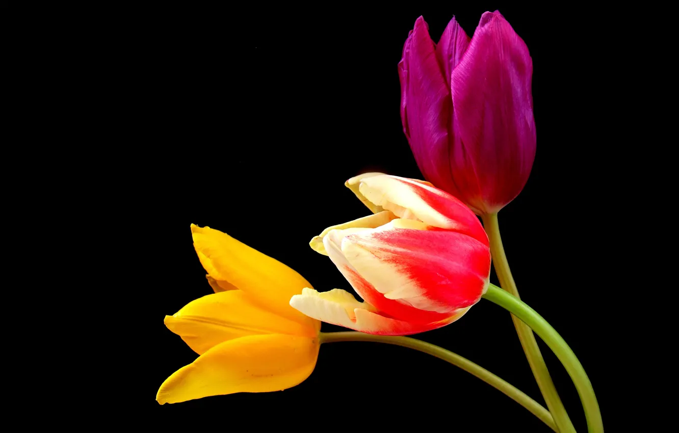 Photo wallpaper tulips, black background, colorful, closeup