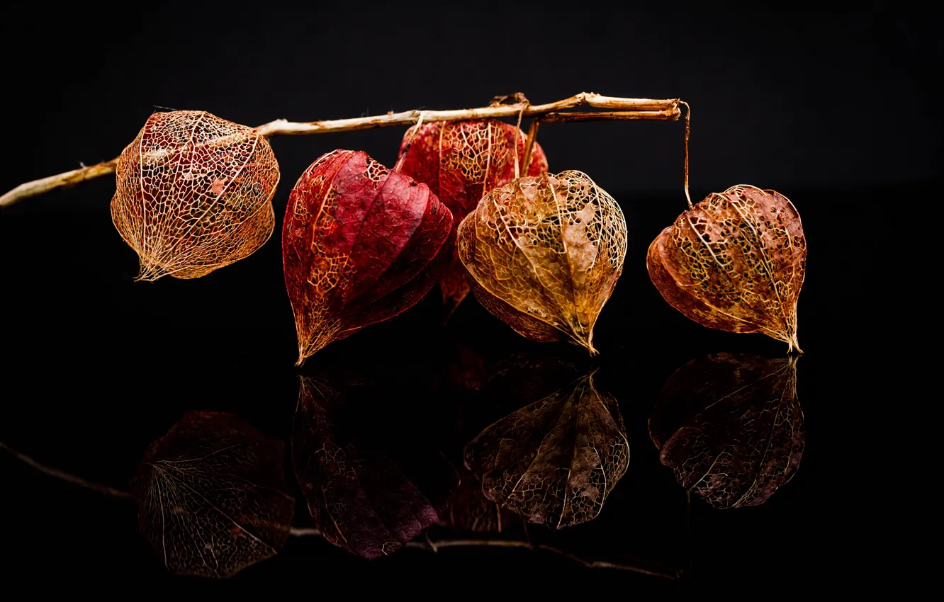 Photo wallpaper reflection, branch, fruit, dry, black background, physalis, composition, boxes