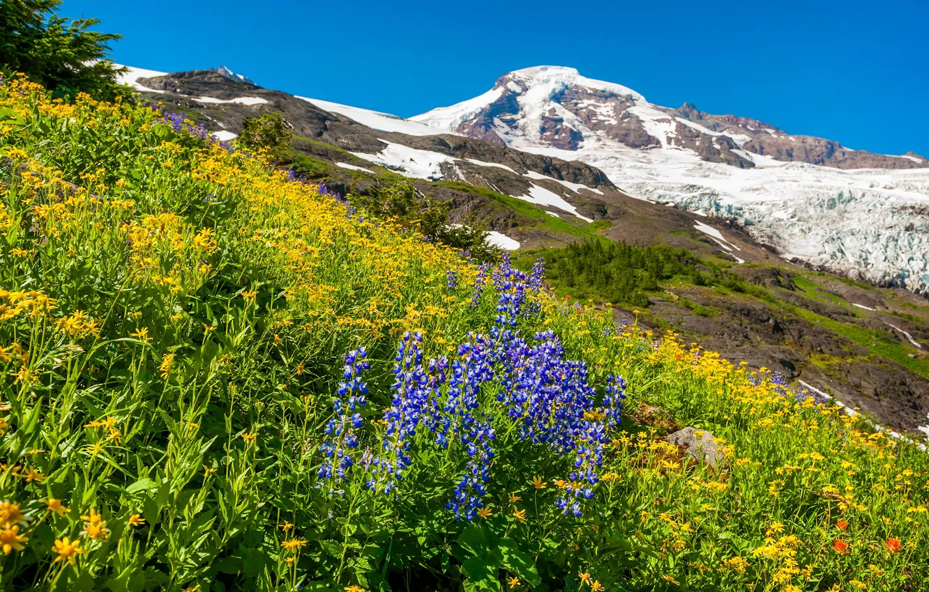 Photo wallpaper summer, flowers, mountains, slope, lupins