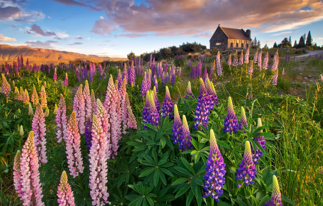 Photo wallpaper road, the sky, clouds, landscape, flowers, nature, view, home
