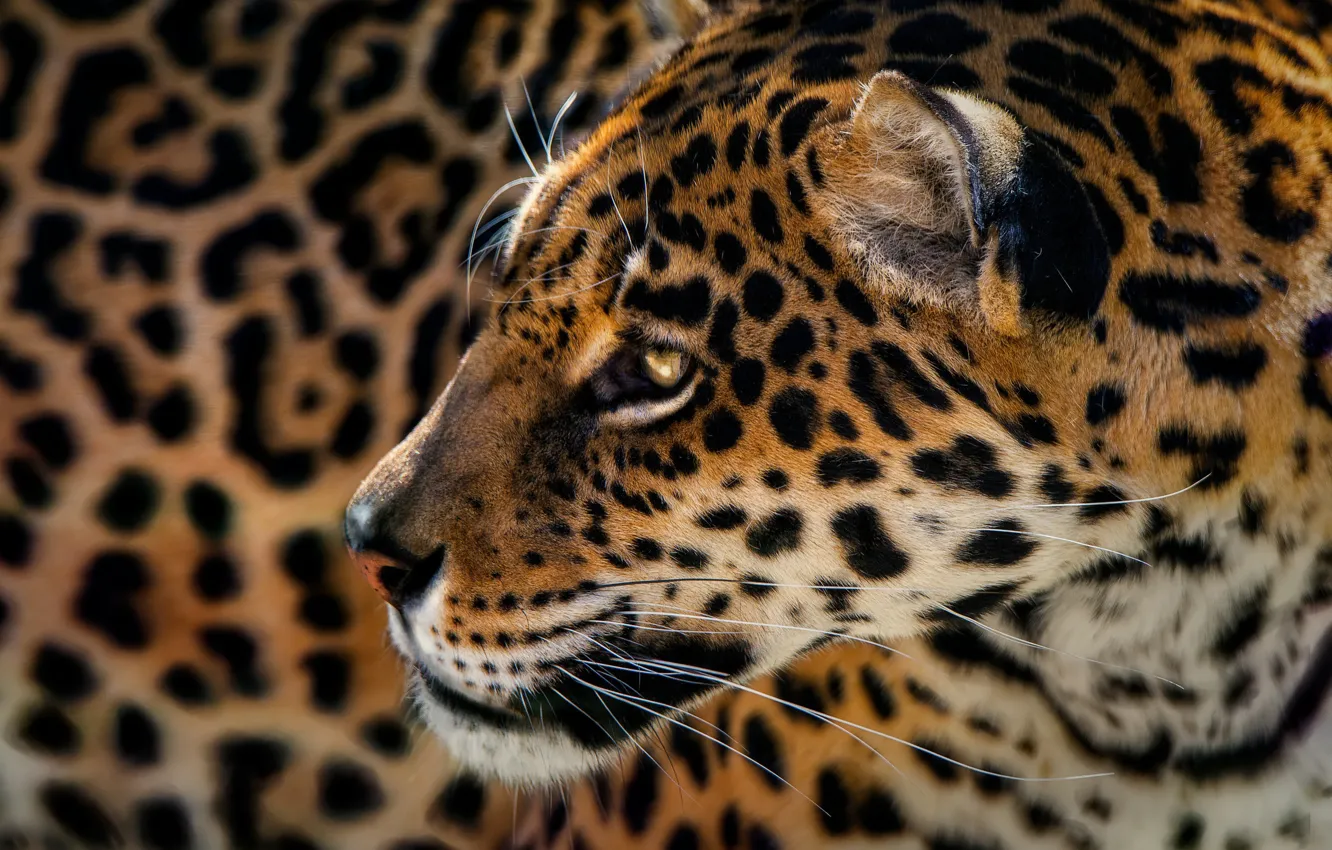 Photo wallpaper predator, Jaguar, spot, leopard