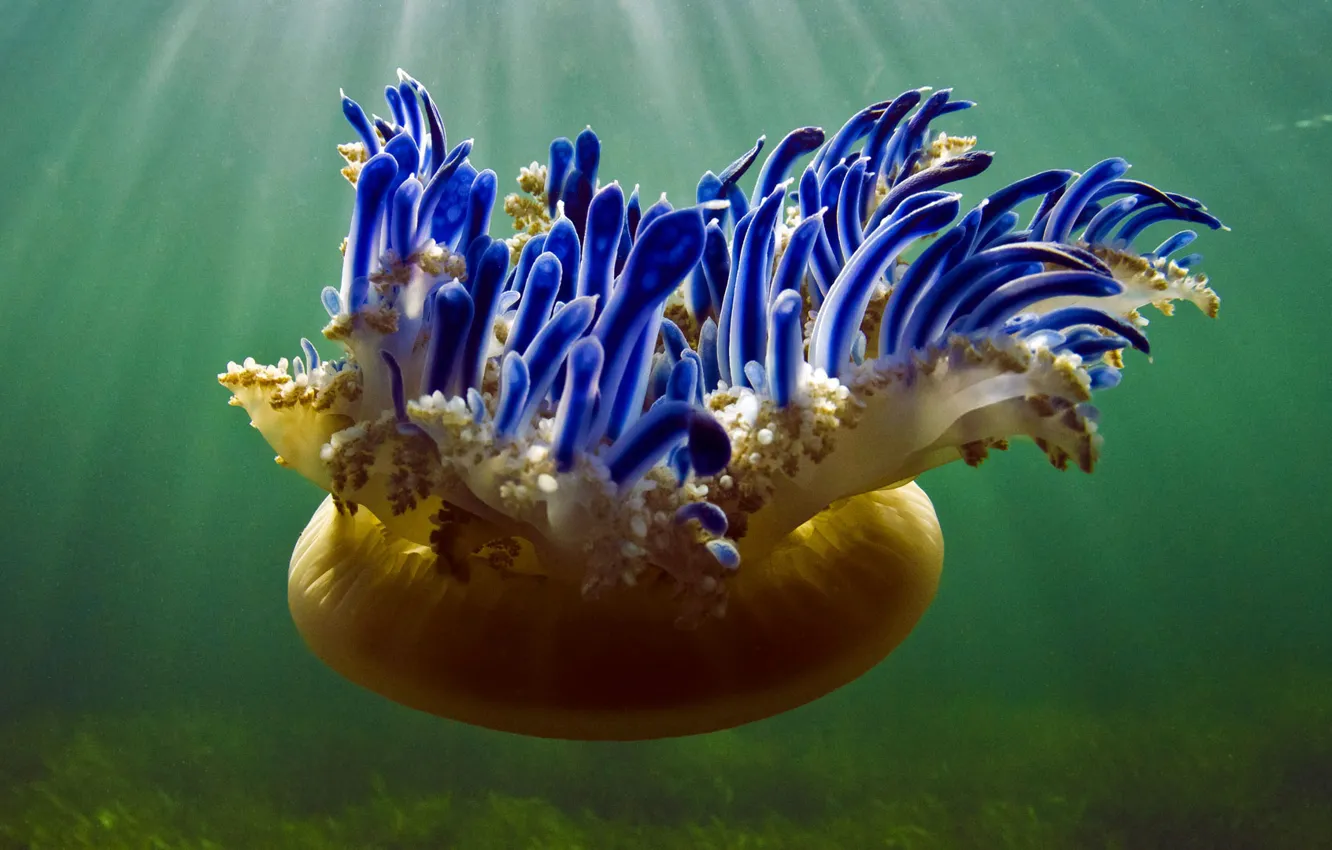 Photo wallpaper sea, Cuba, jellyfish, Jardines de la Reina National Park