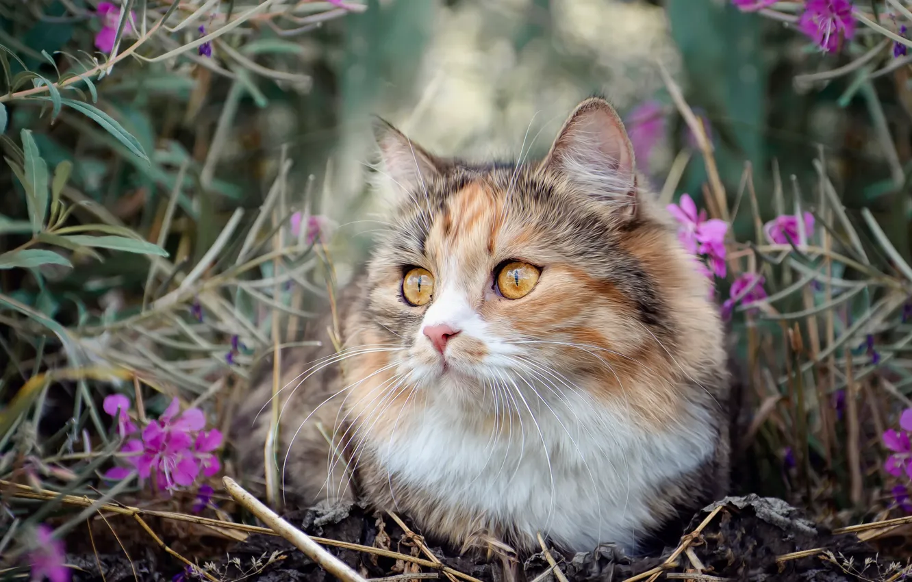 Photo wallpaper cat, grass, nature