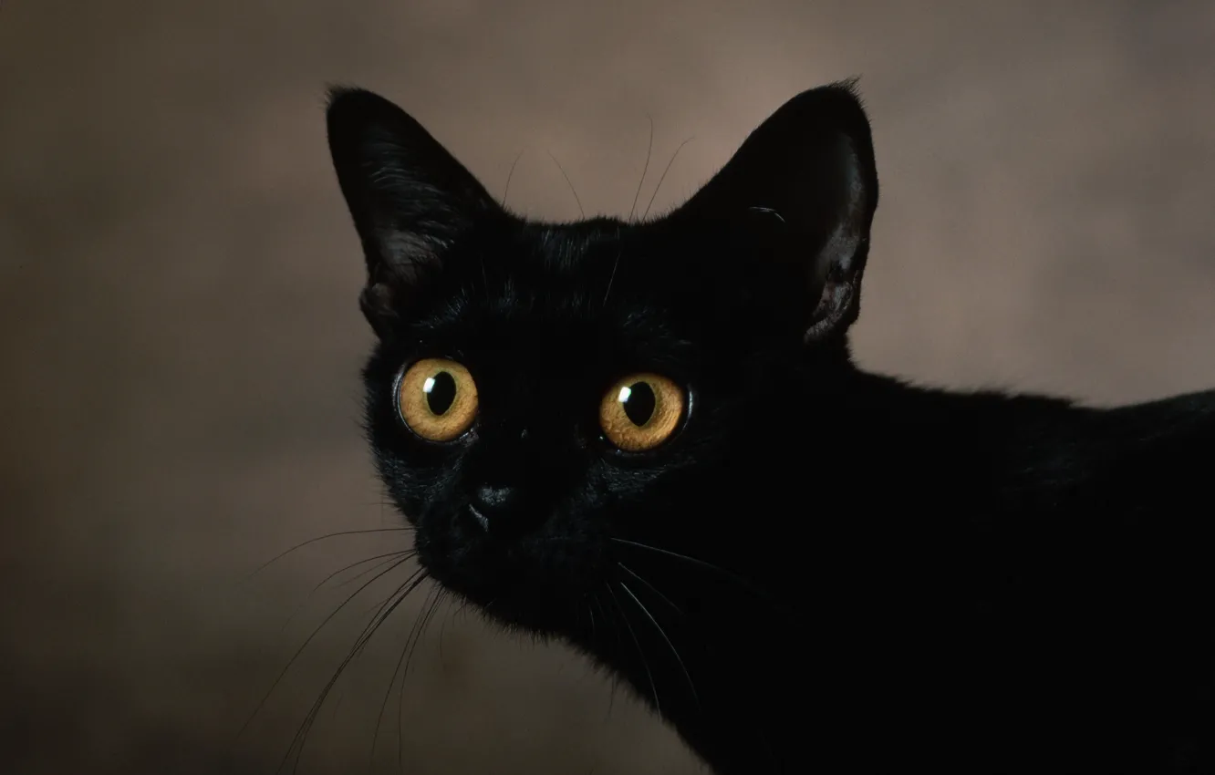 Photo wallpaper cat, black, everyday, close