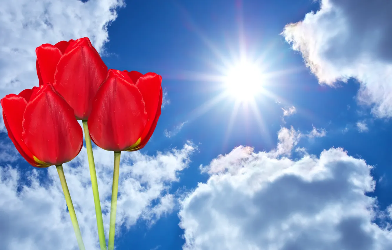 Photo wallpaper the sky, the sun, clouds, rays, flowers, background, photoshop, tulips