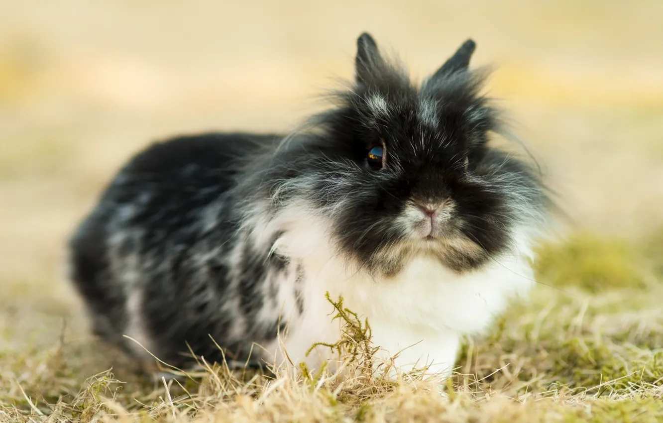 Photo wallpaper grass, fluffy, rabbit