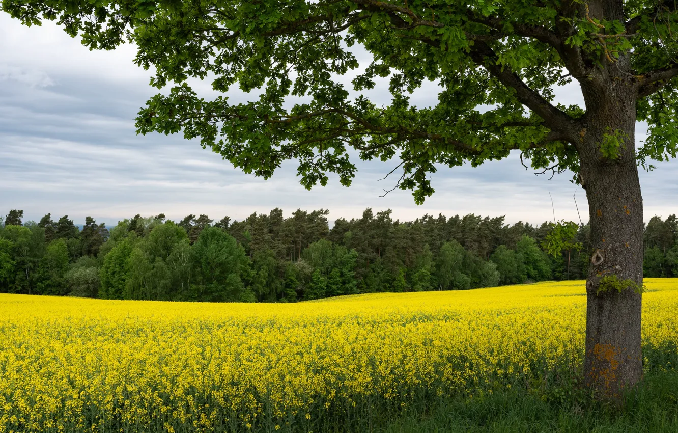 Photo wallpaper field, forest, the sky, clouds, trees, flowers, branches, yellow