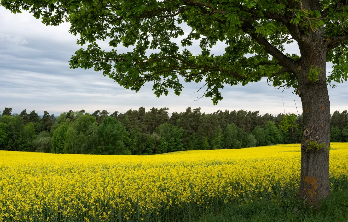 Photo wallpaper field, forest, the sky, clouds, trees, flowers, branches, tree