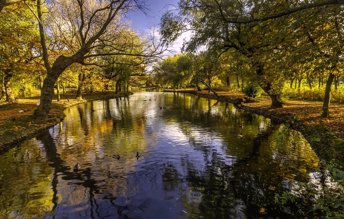 Photo wallpaper autumn, trees, Park, river, England, England, Barnsley, South Yorkshire