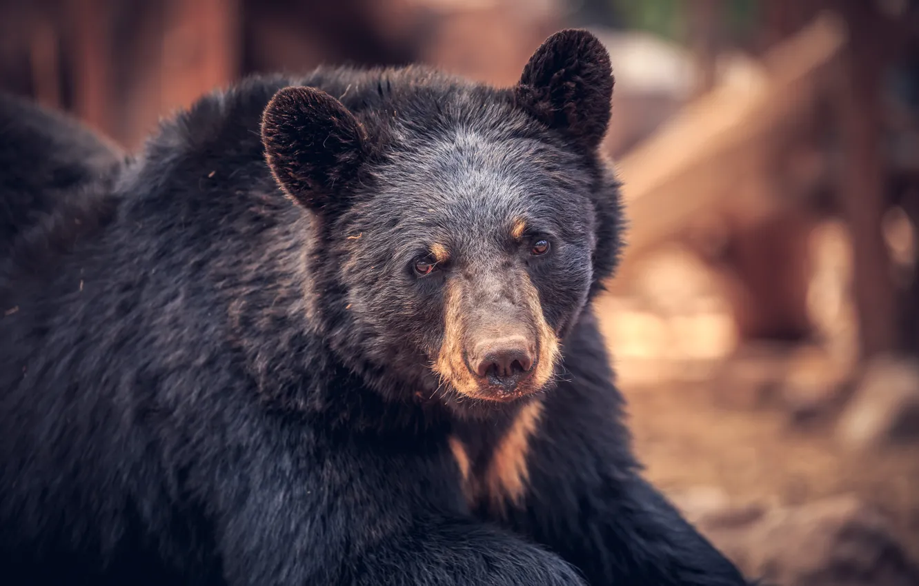 Photo wallpaper Baribal, portrait, look, bear, face