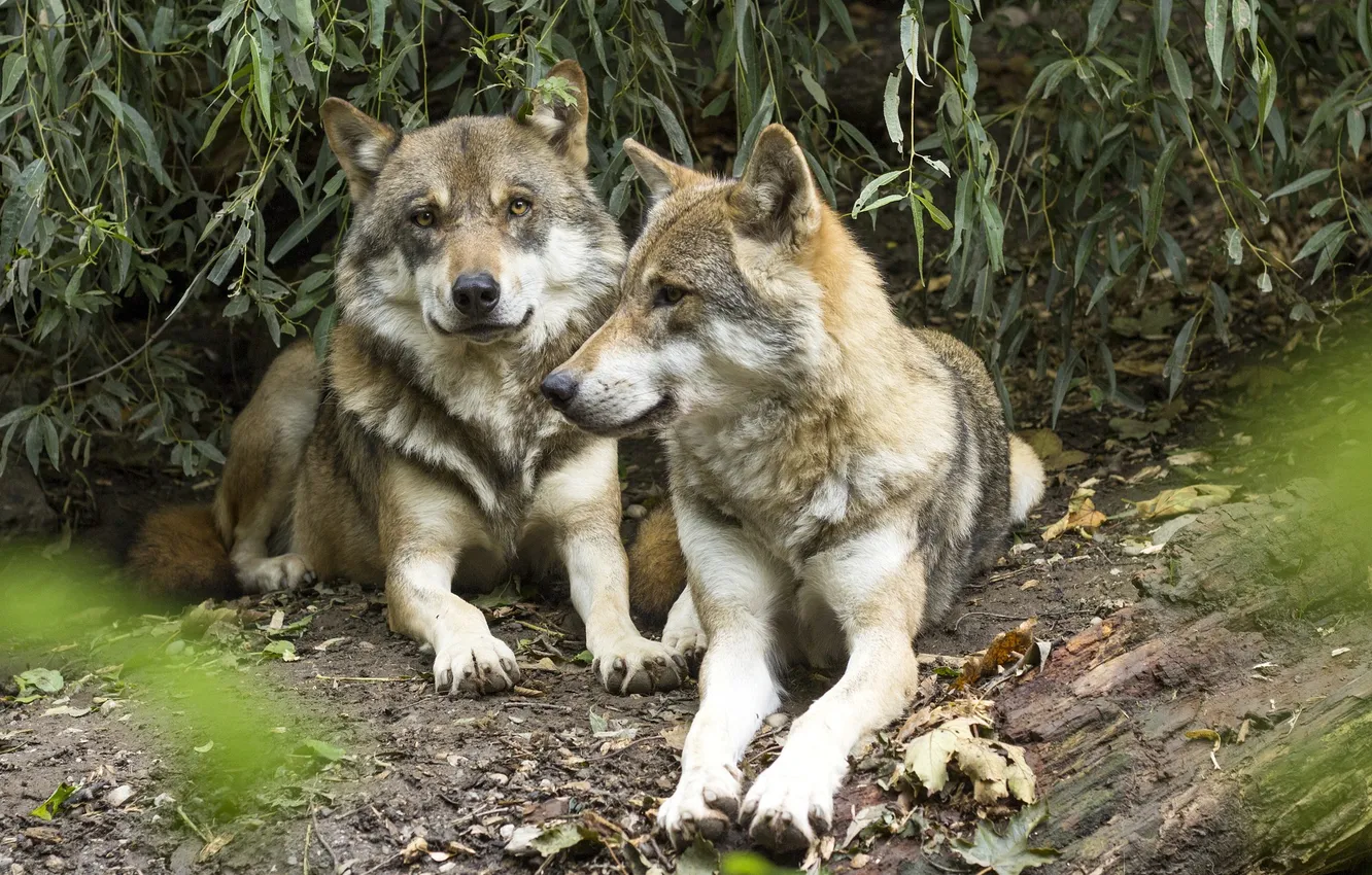 Photo wallpaper Predator, nature, snow, face, animal, wolf, canis lupus, wildlife