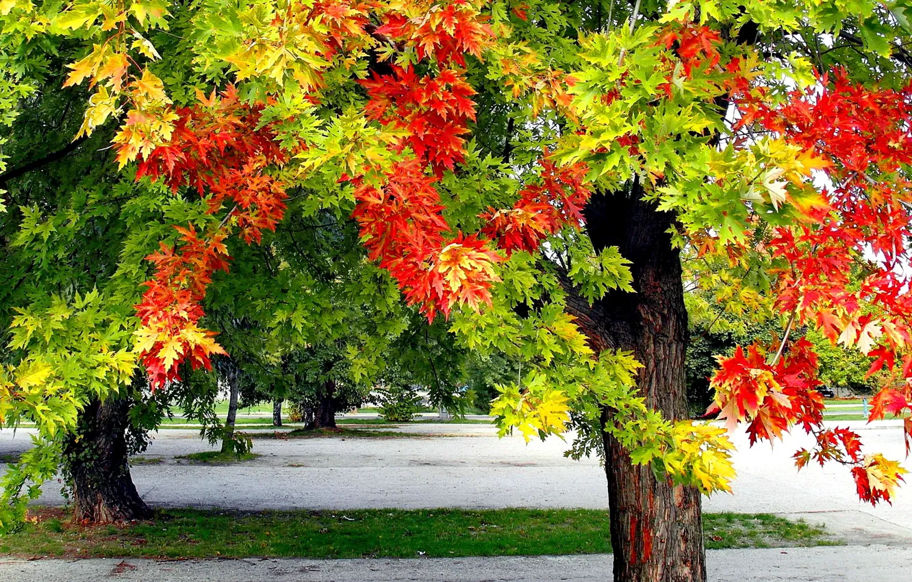 Photo wallpaper autumn, leaves, Park, tree