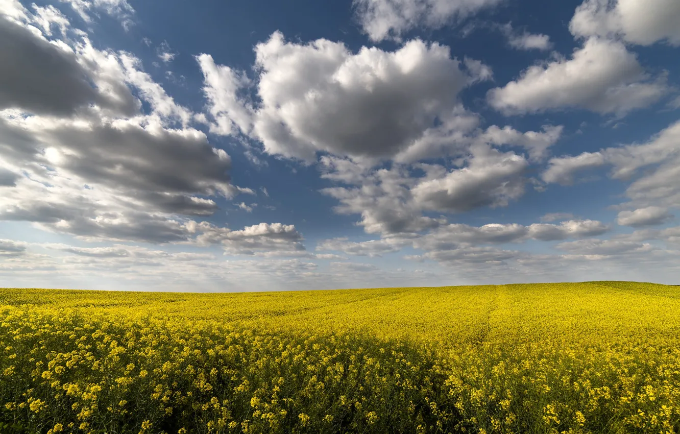 Photo wallpaper yellow, flowers, rape, blue, field, meadow, summer, clouds