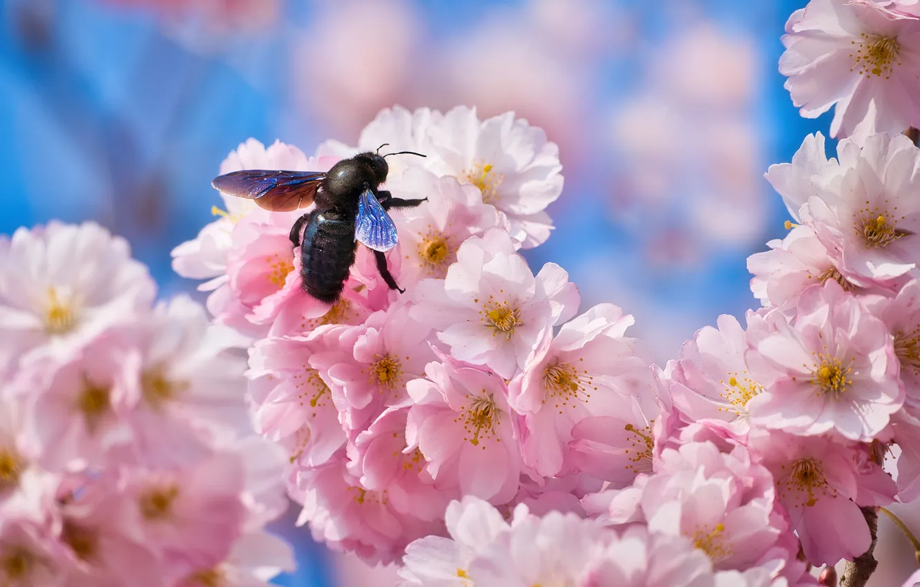 Photo wallpaper macro, Sakura, insect, flowering, flowers, The carpenter bee is purple