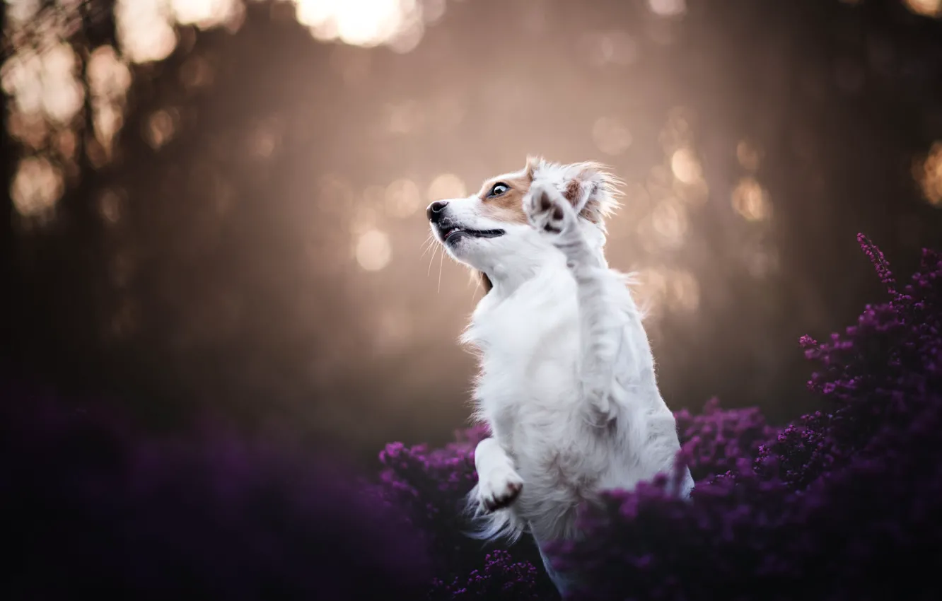 Photo wallpaper forest, white, look, light, flowers, nature, pose, fog