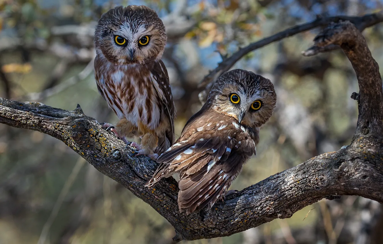 Photo wallpaper look, leaves, light, trees, branches, nature, pose, background