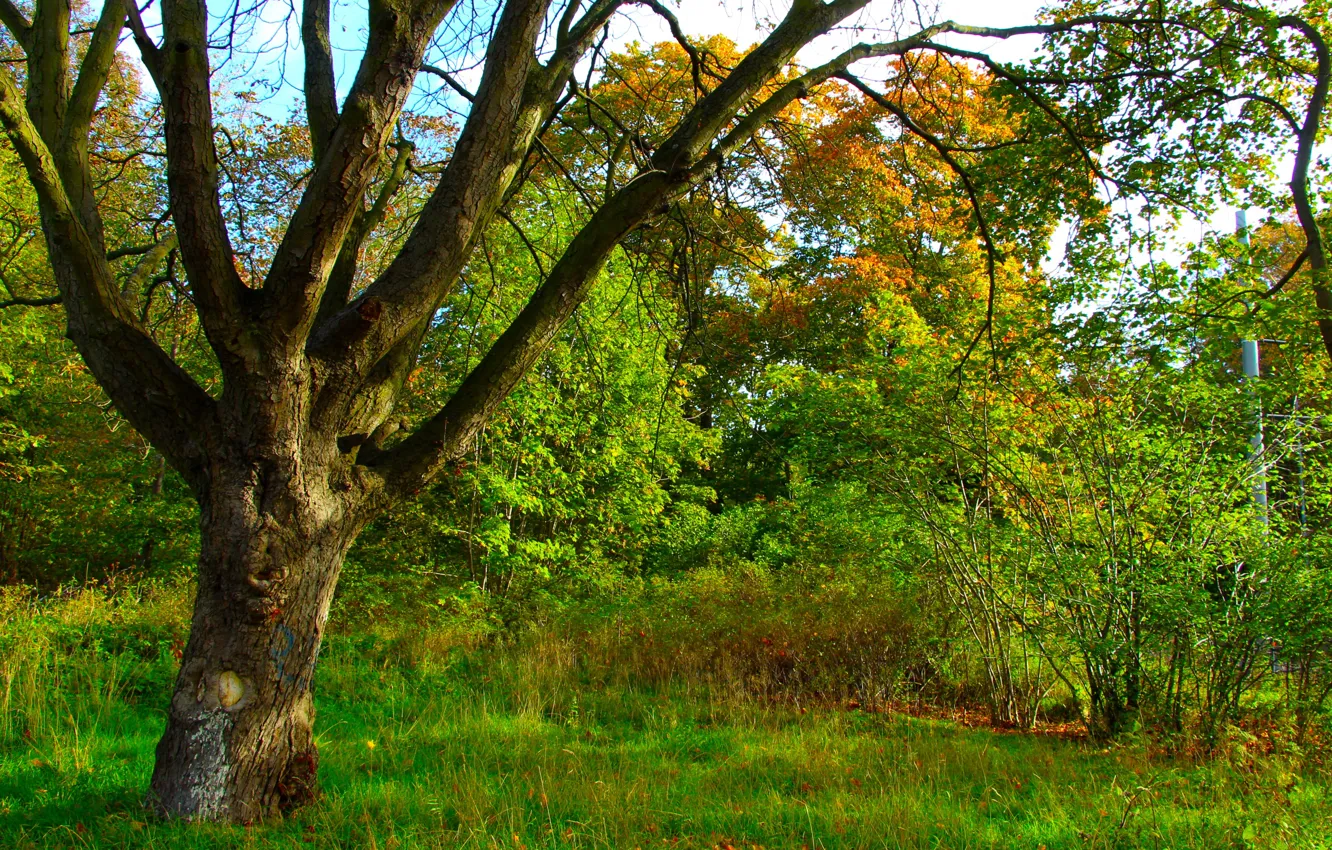 Photo wallpaper green, forest, park, tree, twig