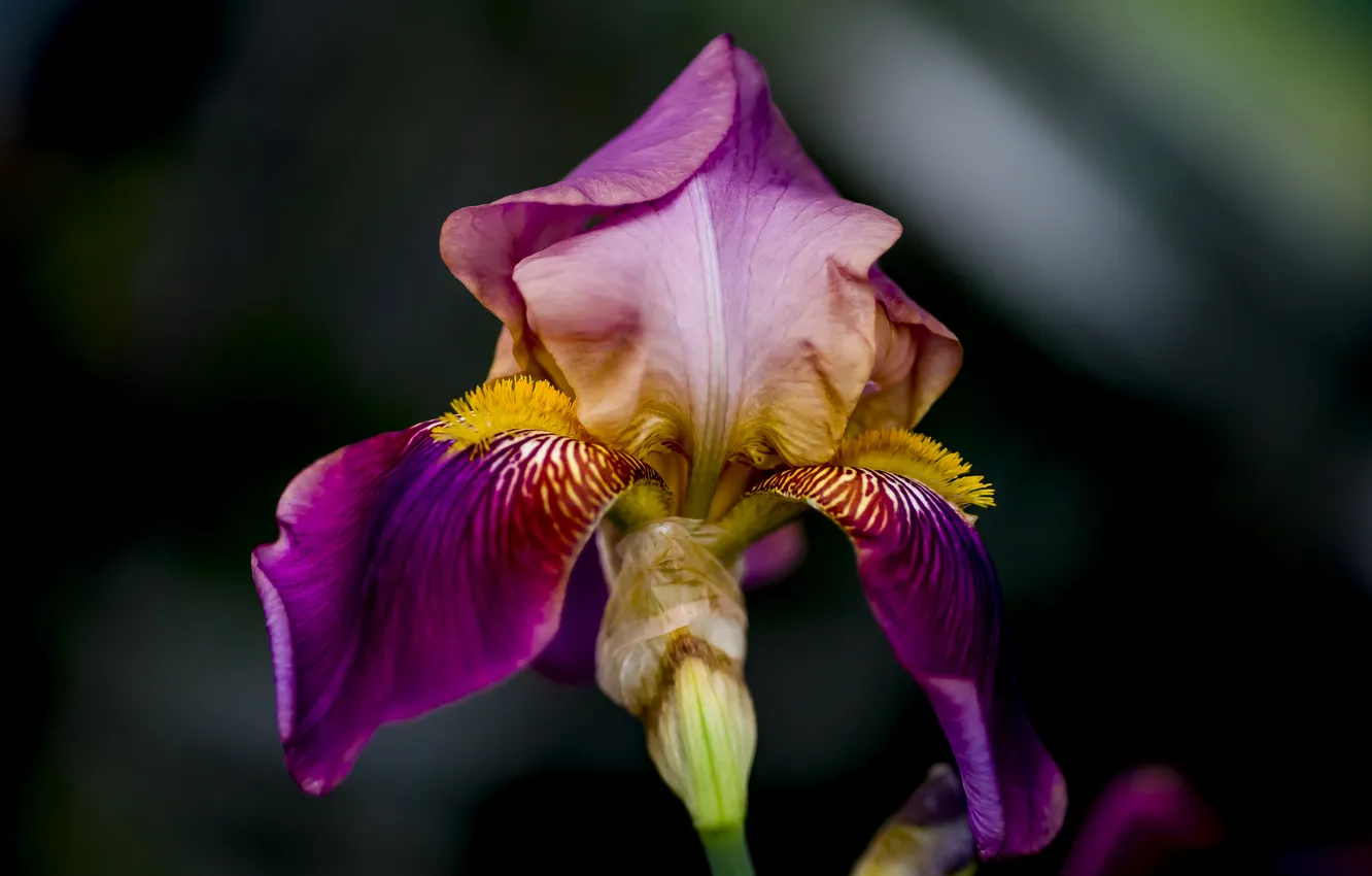 Photo wallpaper summer, flowers, nature, iris