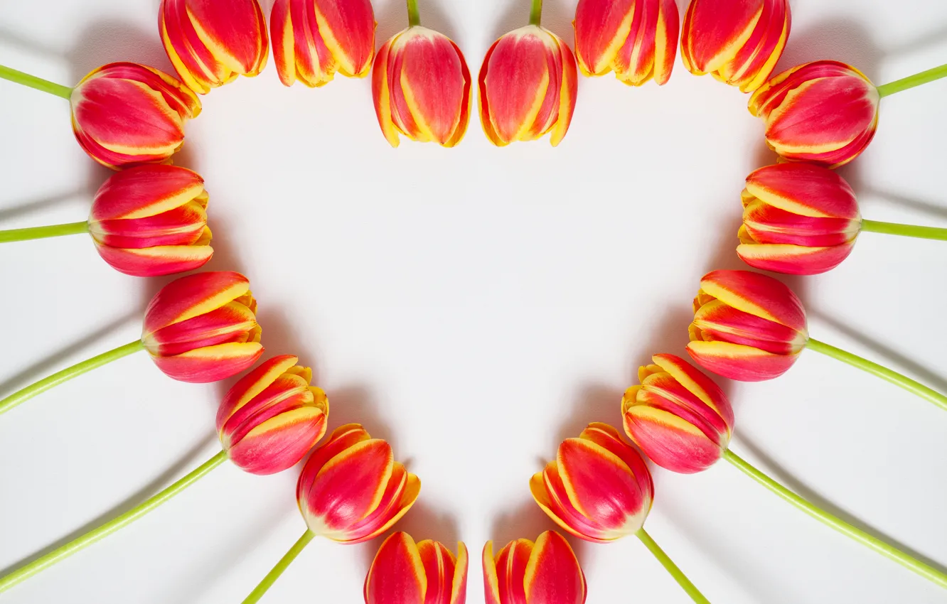 Photo wallpaper heart, spring, tulips, March 8, heart, beautiful, tulips, color