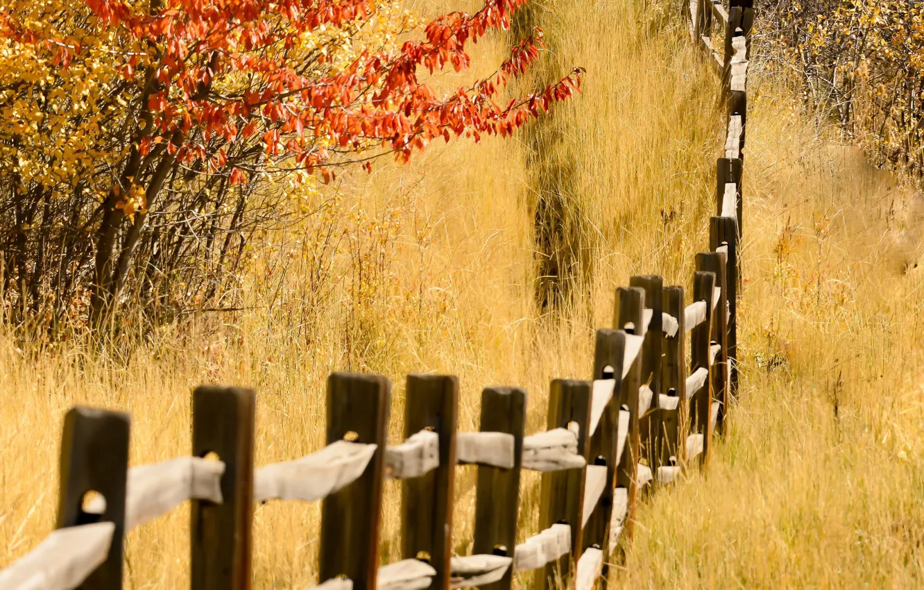 Photo wallpaper autumn, nature, the fence