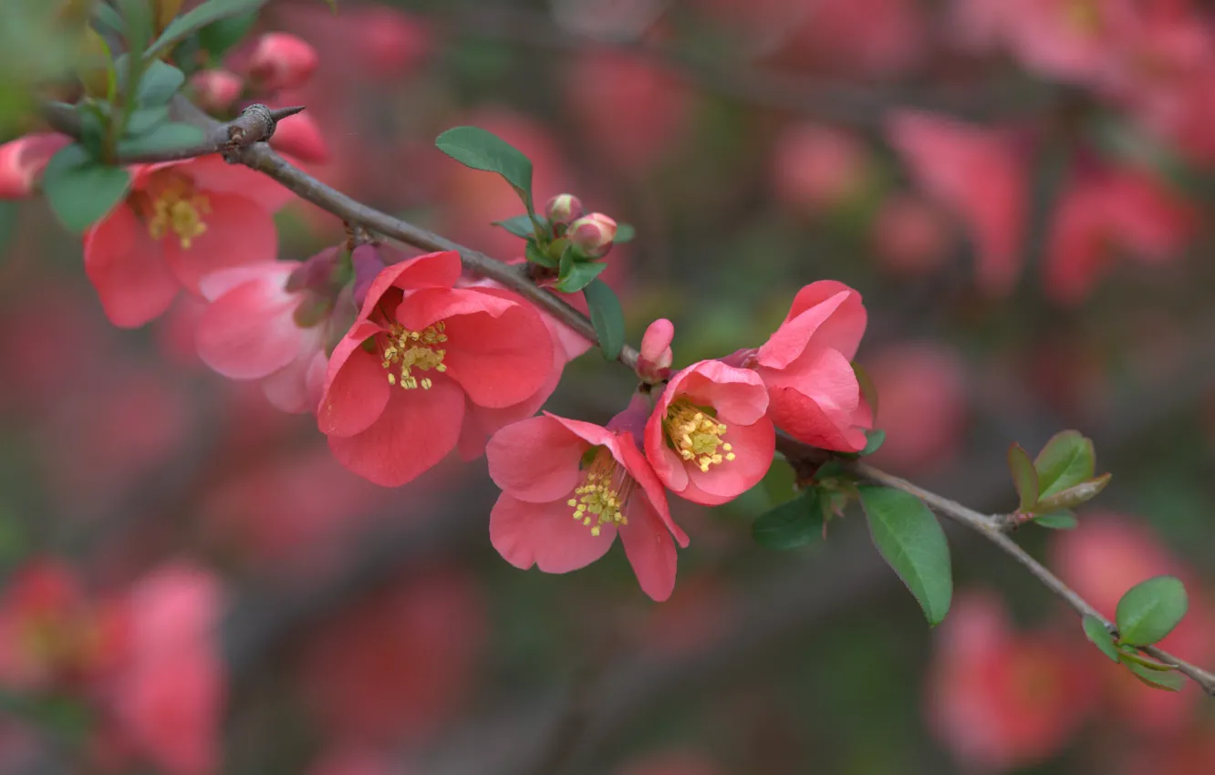 Photo wallpaper macro, flowers, branches, flowering, quince