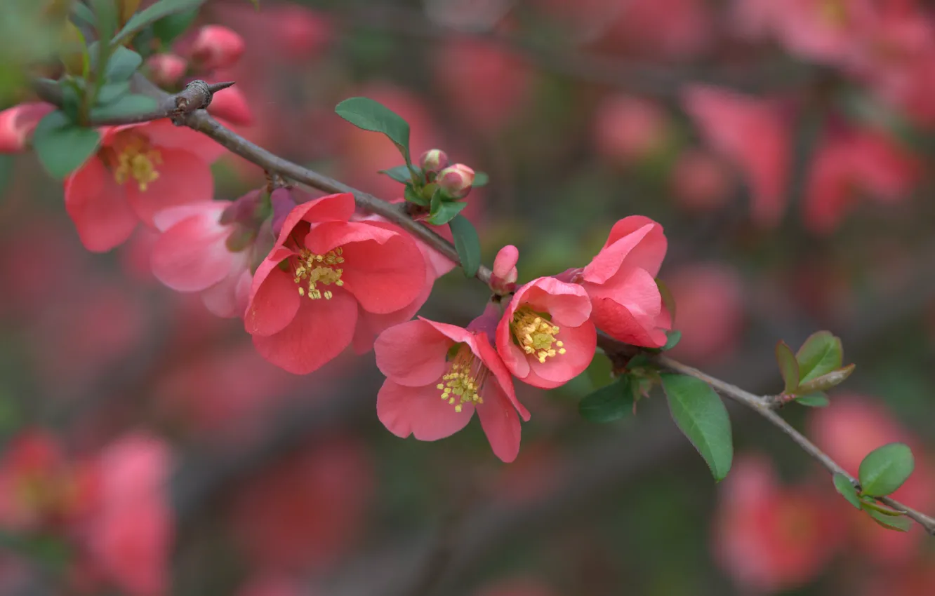 Photo wallpaper macro, branch, flowering, flowers, quince