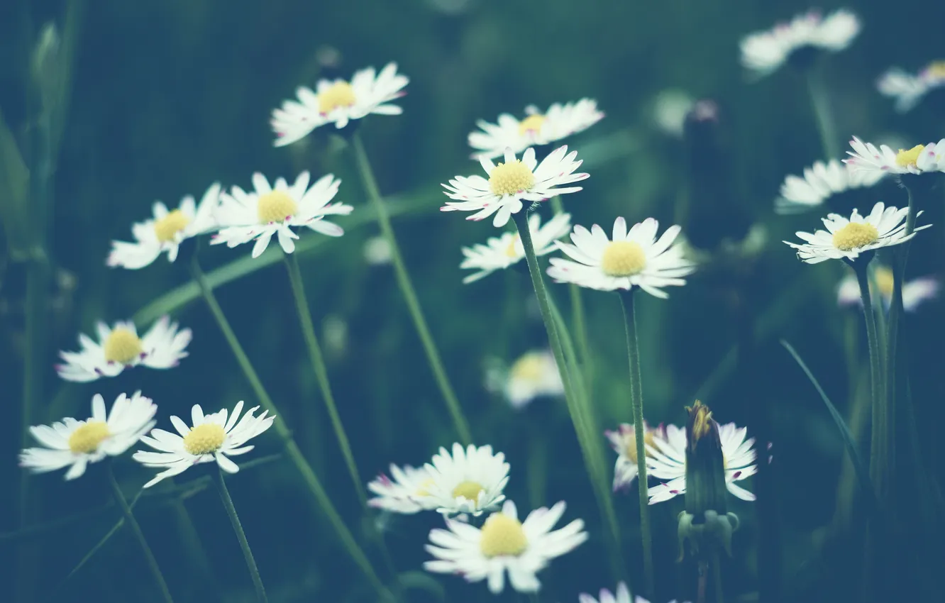 Photo wallpaper flowers, chamomile, white, a lot