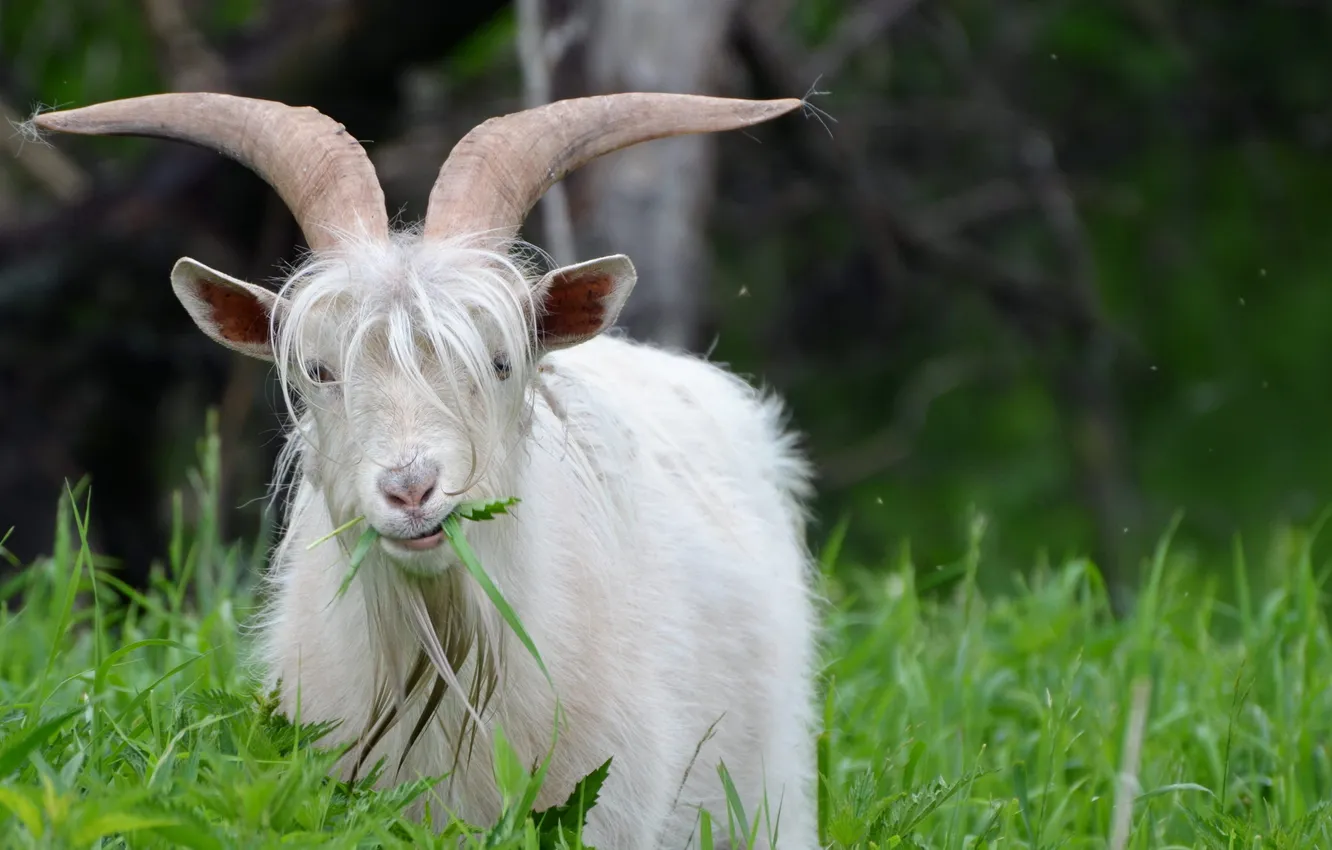Photo wallpaper summer, nature, goat