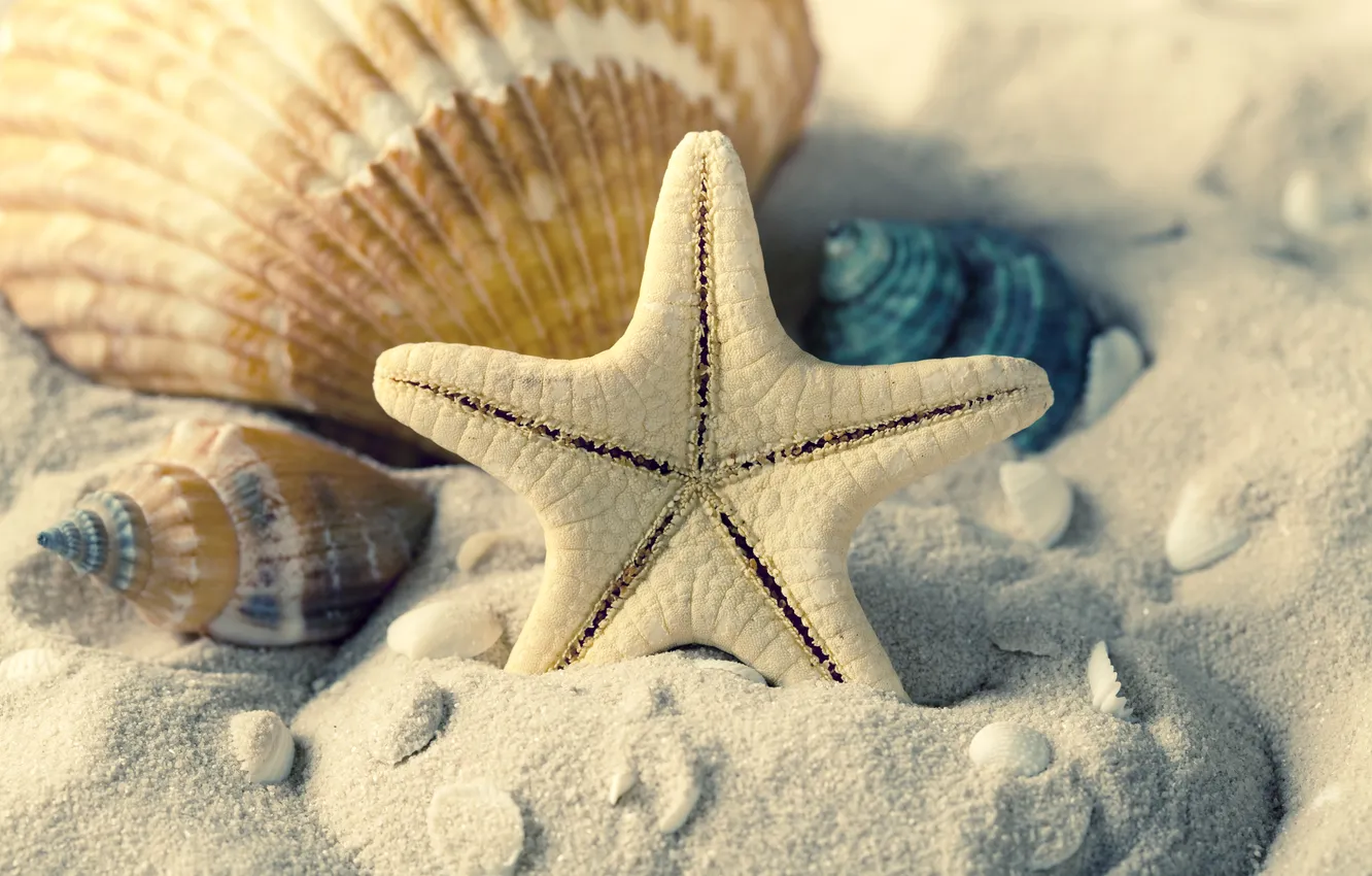 Photo wallpaper sand, sea, summer, shell, starfish