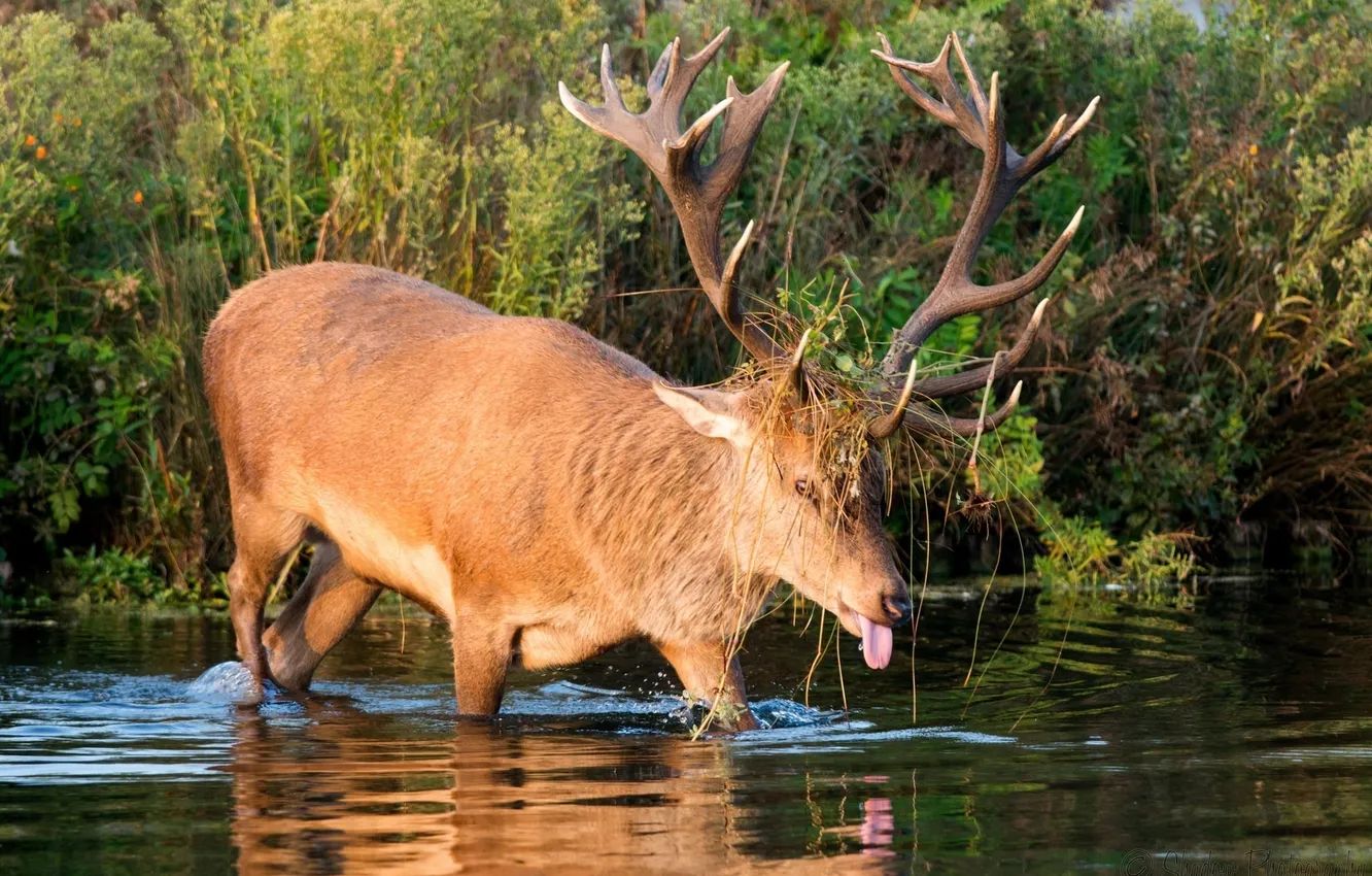Photo wallpaper autumn, language, thickets, deer, horns, pond, grimace