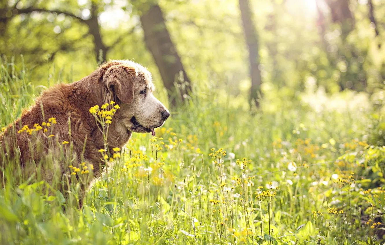 Photo wallpaper summer, nature, each, dog