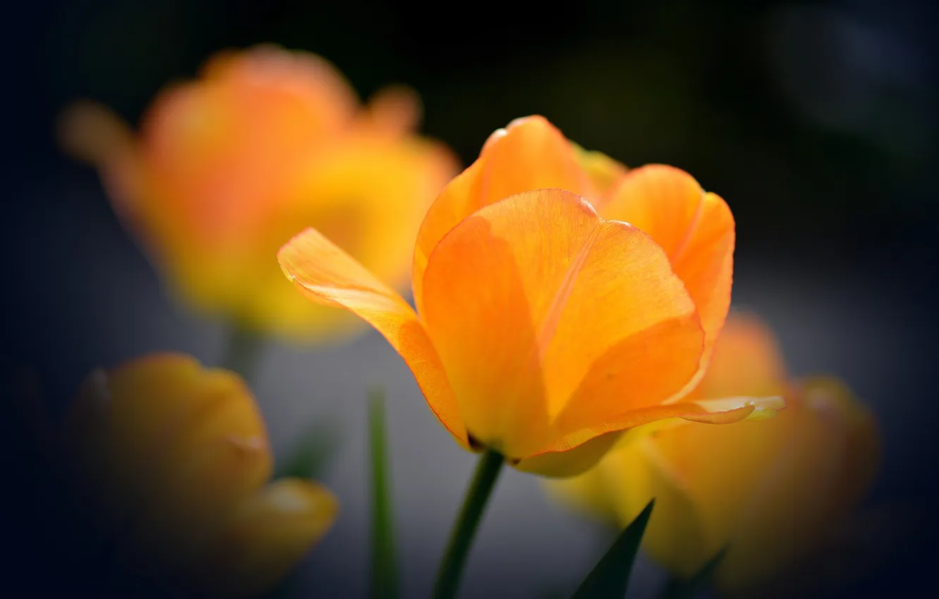 Photo wallpaper orange, background, Tulip, opened