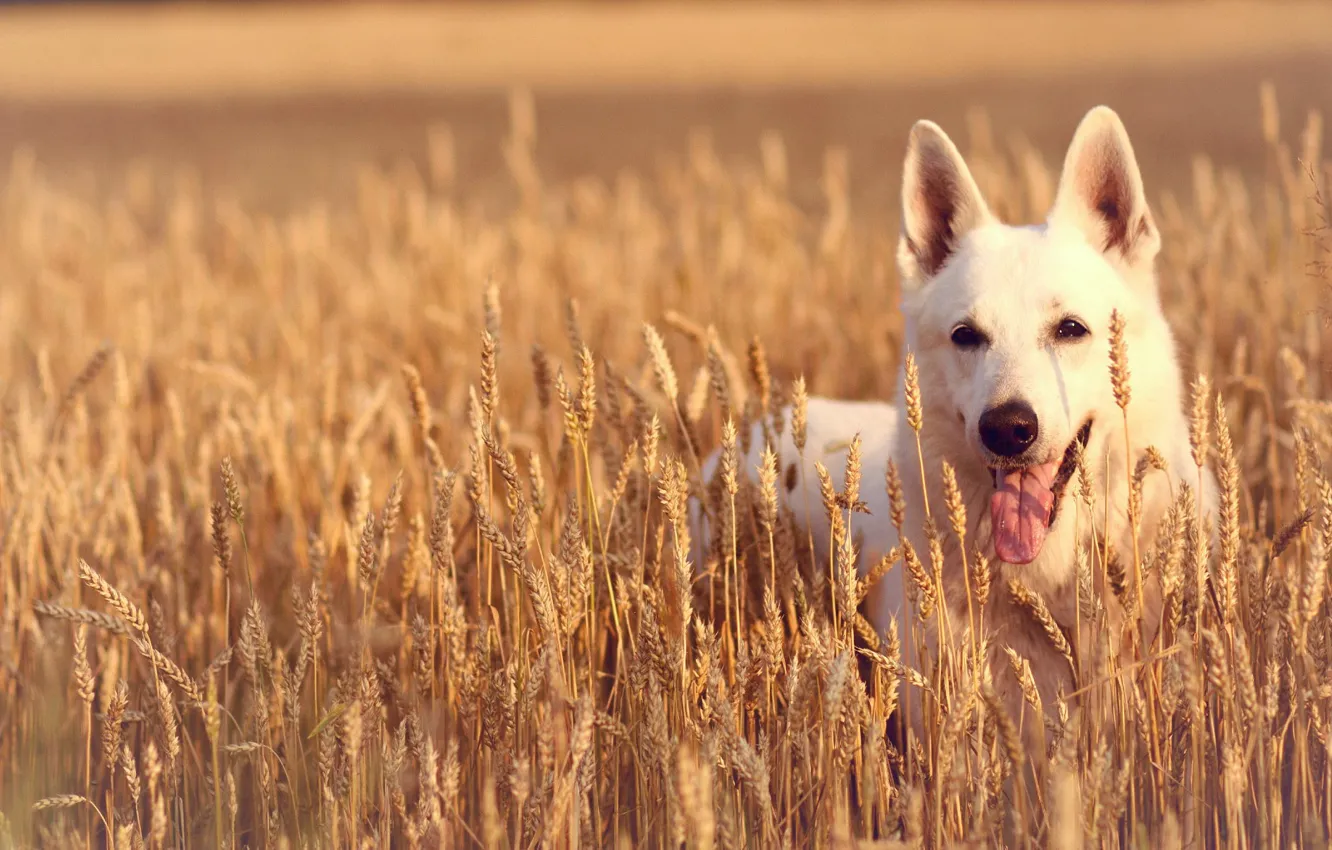 Photo wallpaper field, language, look, face, dog, ears, The white Swiss shepherd dog