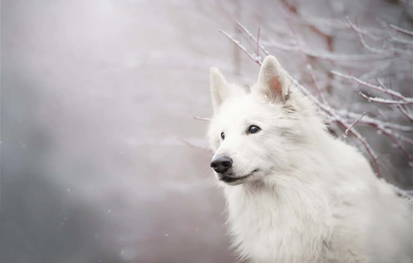 Photo wallpaper look, face, snow, branches, dog, bokeh, The white Swiss shepherd dog