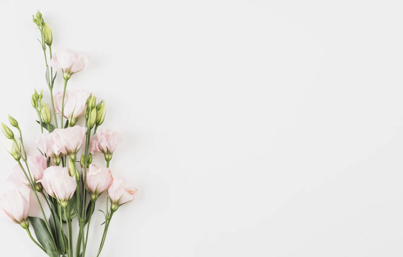 Photo wallpaper bouquet, pink, eustoma