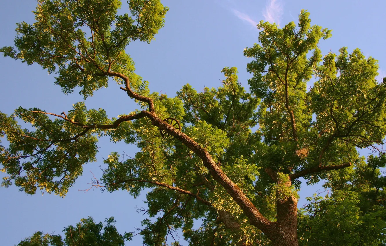 Photo wallpaper trees, branches, wheel