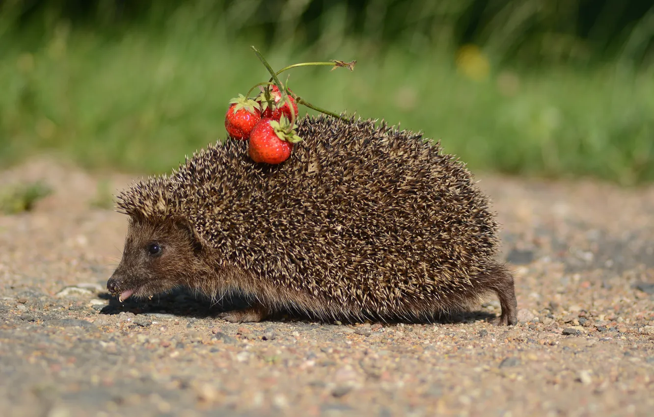 Photo wallpaper tongue, hedgehog, runs, strawberry on the back