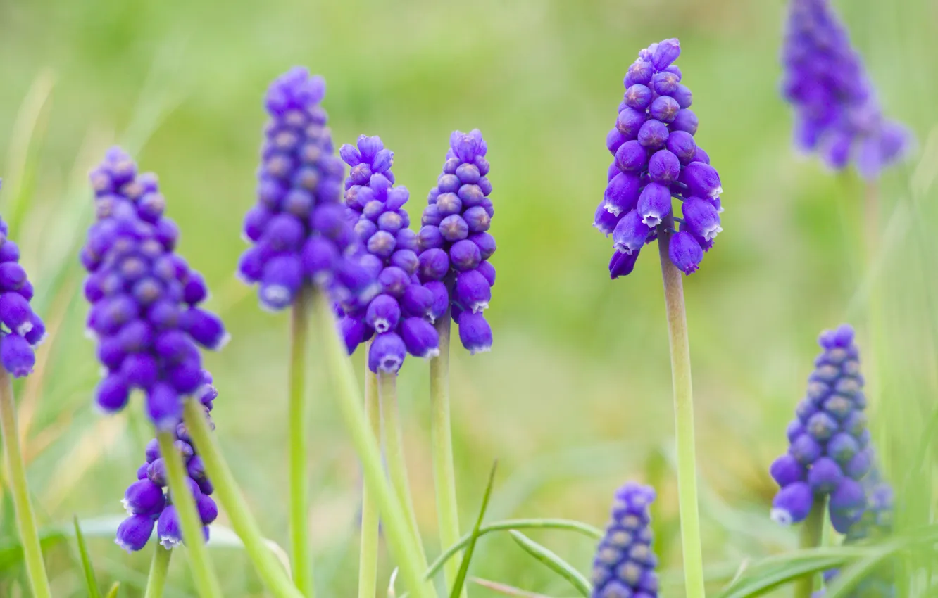 Photo wallpaper flower, spring, Grape Hyacinths