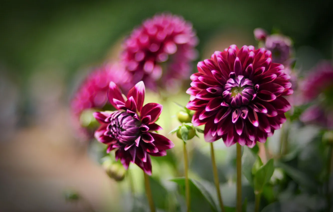 Photo wallpaper balls, dahlias, motley