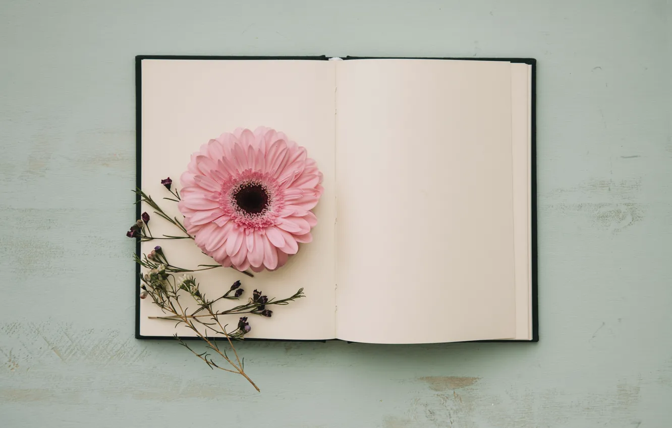 Photo wallpaper sprig, background, Notepad, gerbera