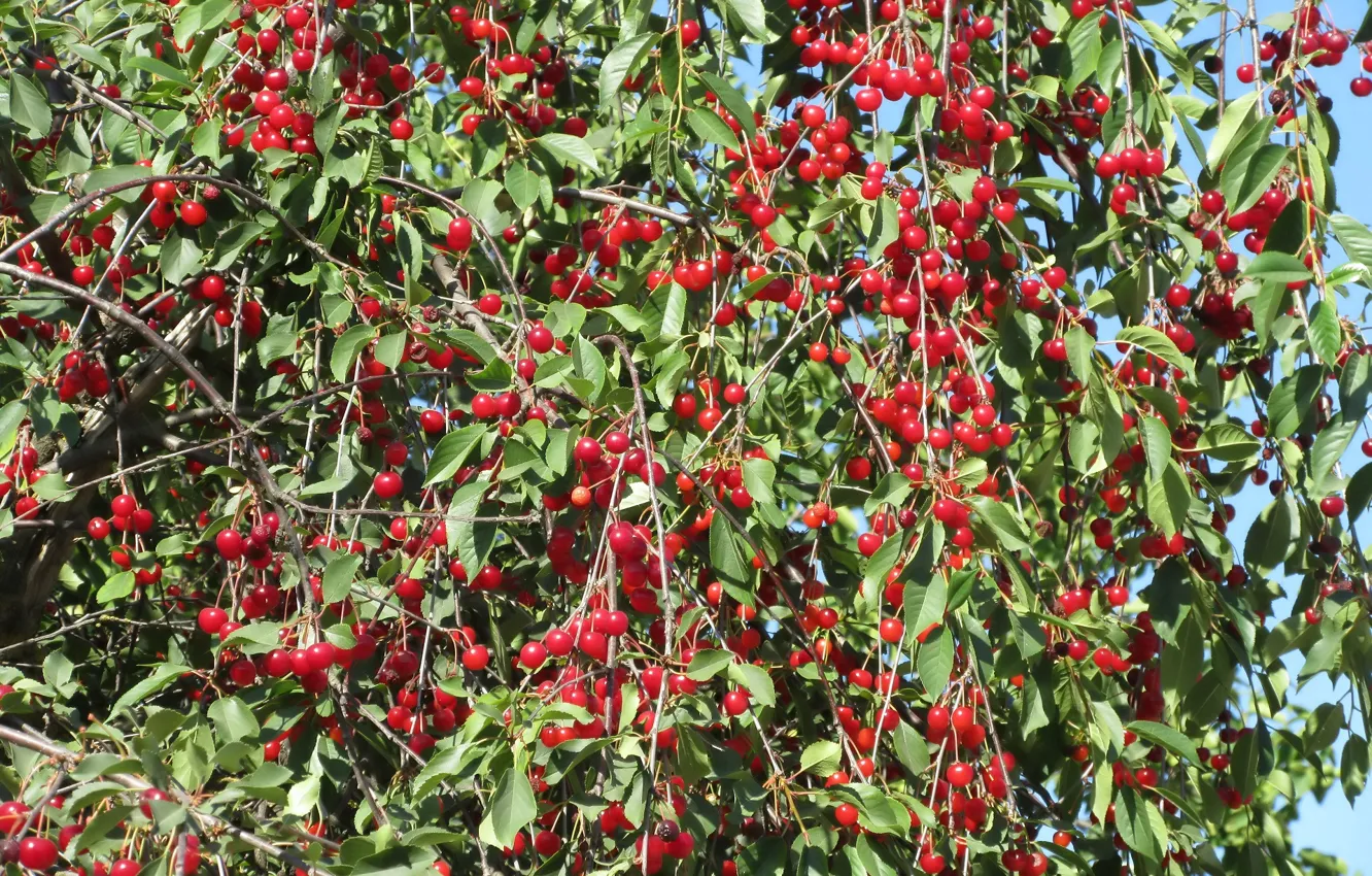 Photo wallpaper trees, cherry, berries, Mamala ©, Summer 2018