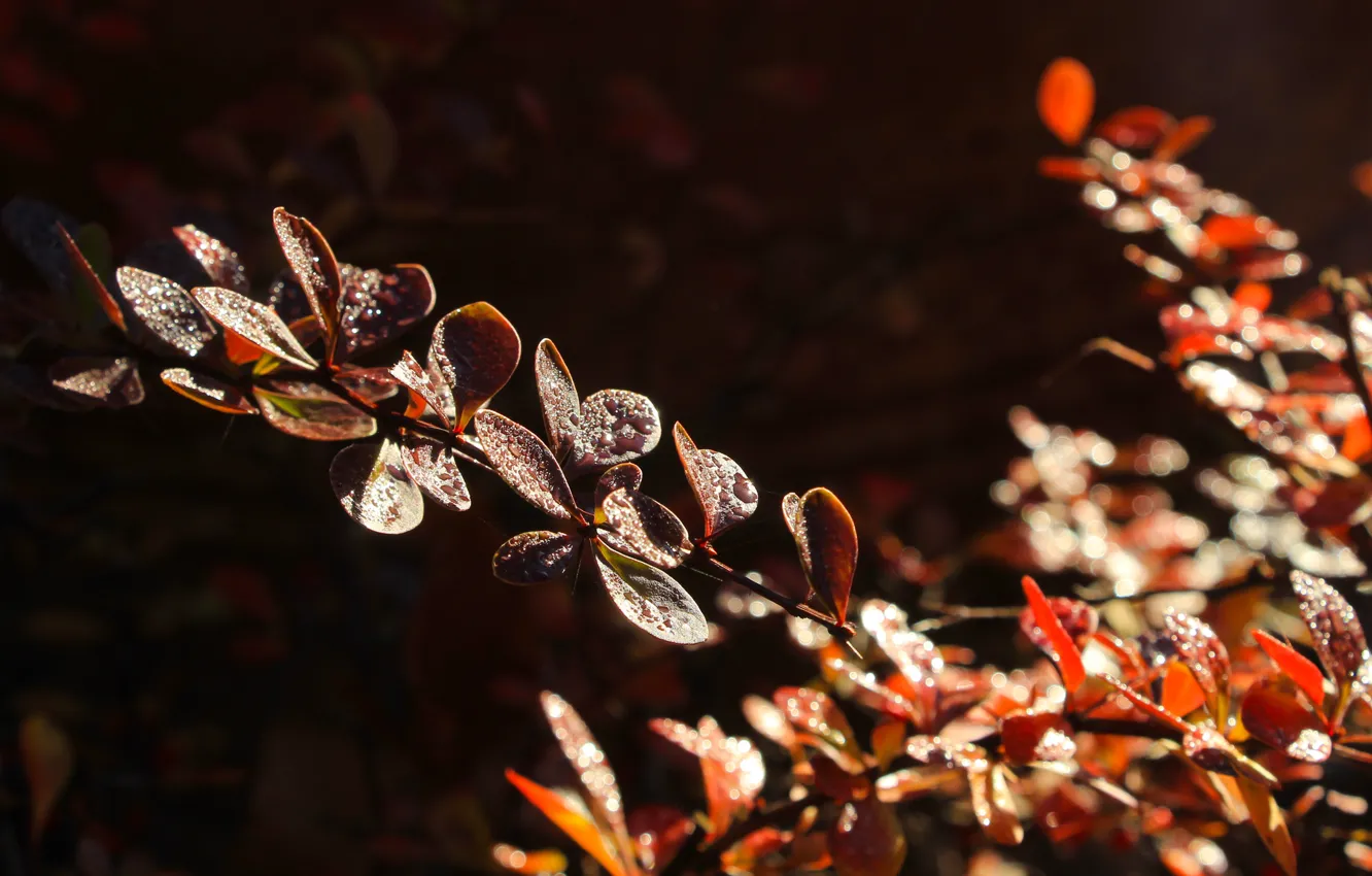 Photo wallpaper dark, autumn, leaf, plant, fall, twig