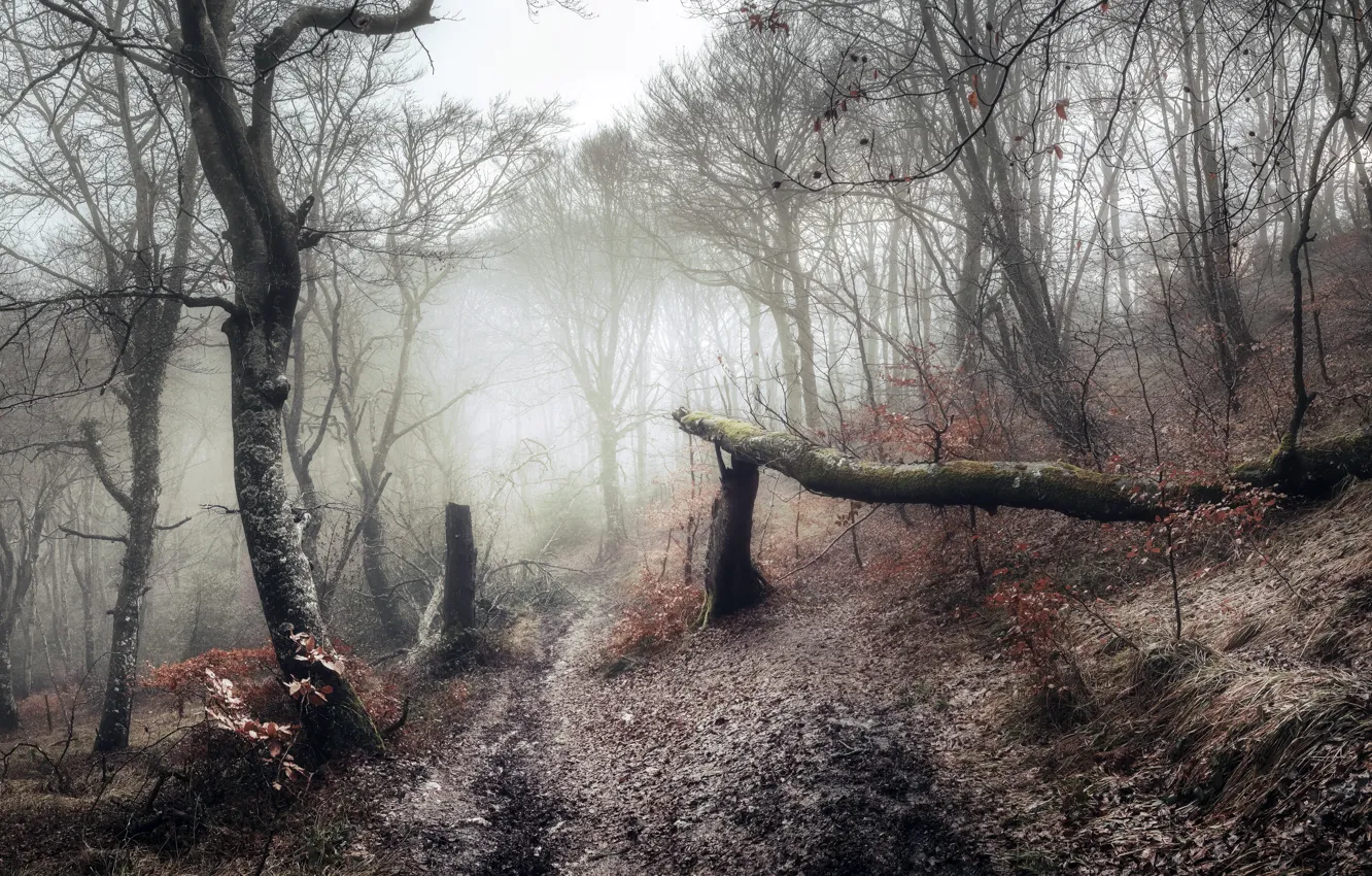 Photo wallpaper forest, nature, fog