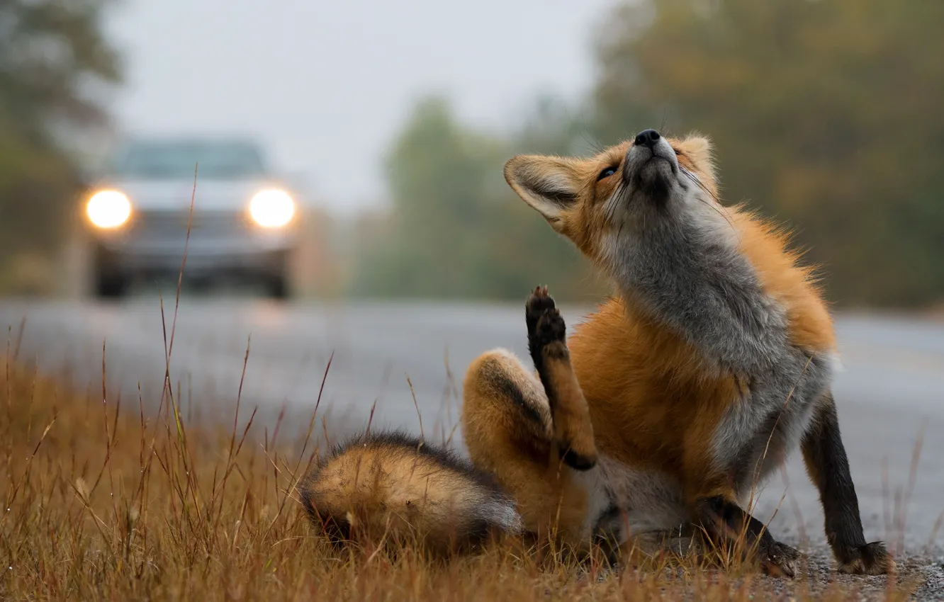 Photo wallpaper road, machine, autumn, grass, face, pose, lights, track