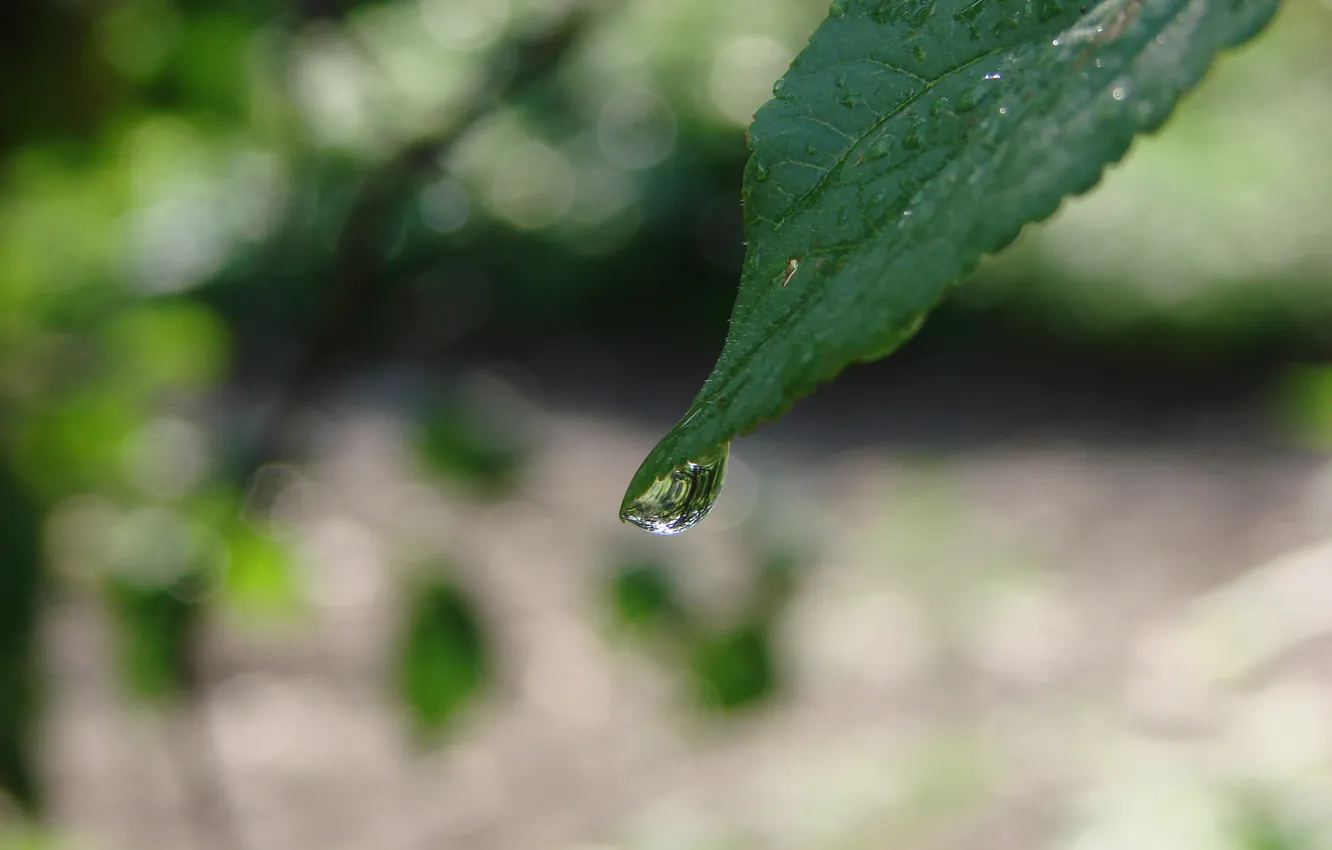 Photo wallpaper drops, leaf, after the rain, refraction
