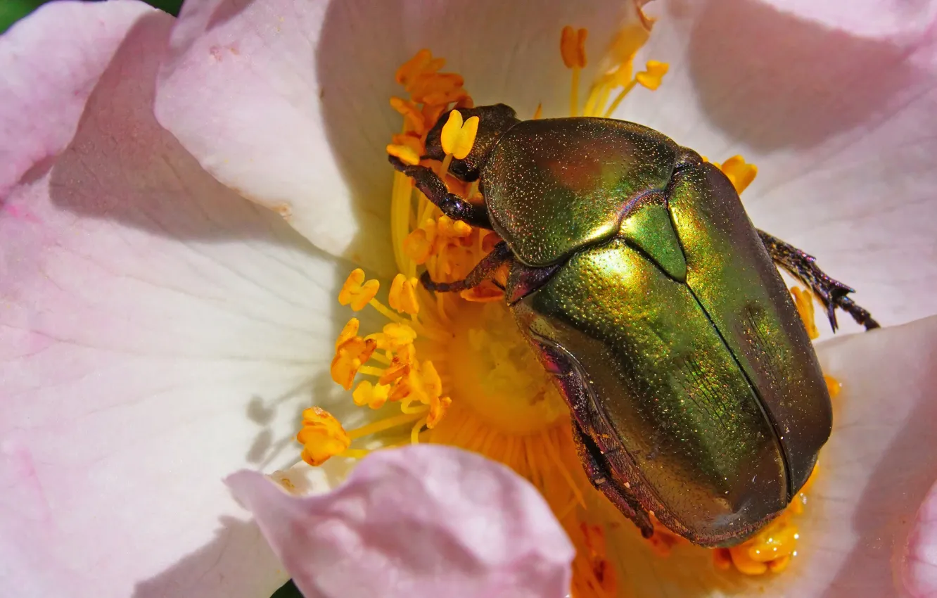 Photo wallpaper macro, beetle, insect