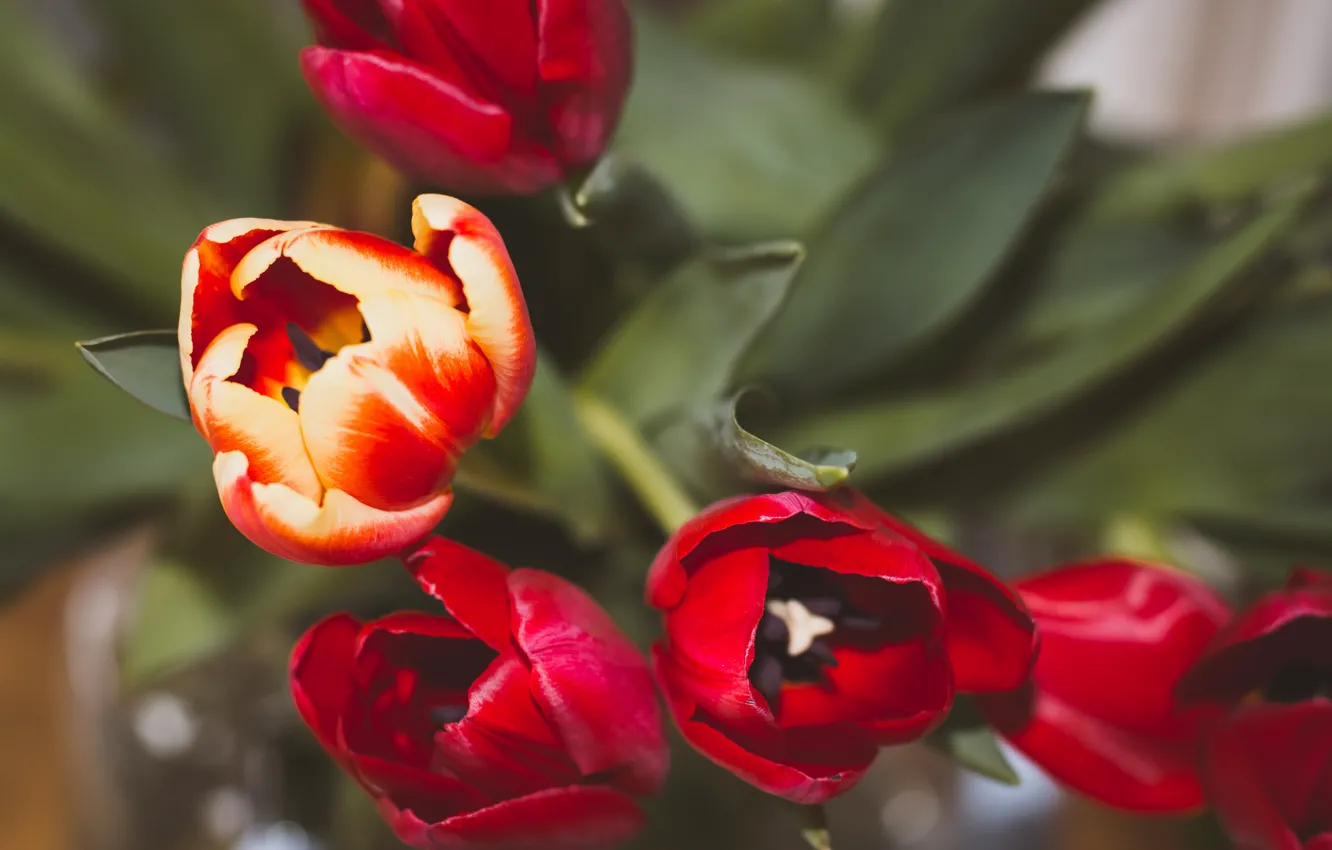 Photo wallpaper leaves, macro, flowers, tulips