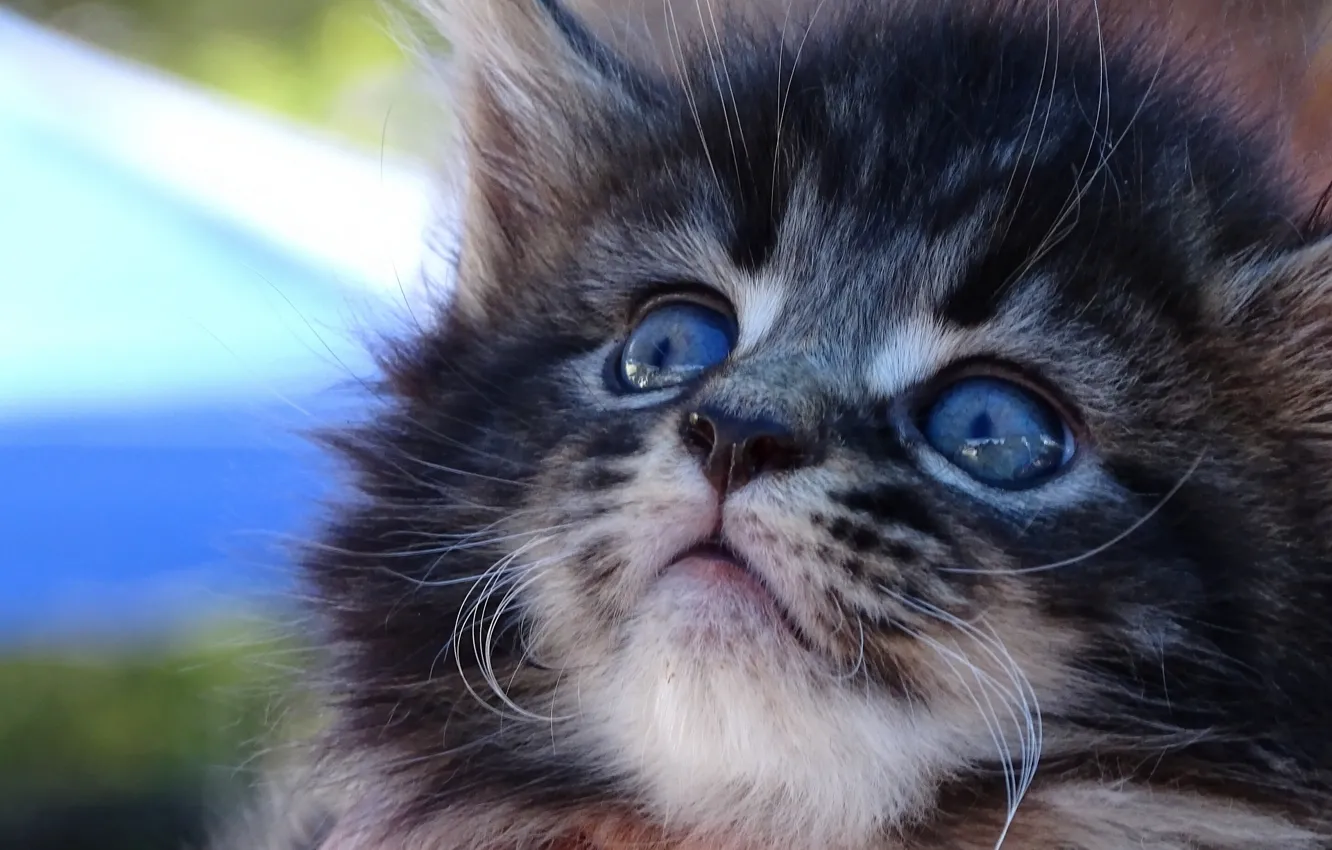 Photo wallpaper muzzle, kitty, Maine Coon