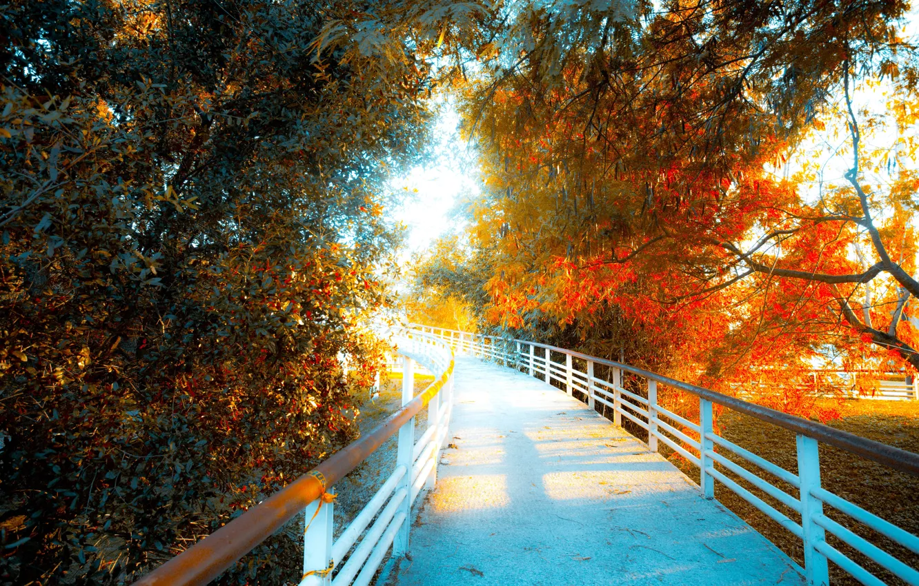 Photo wallpaper autumn, leaves, the sun, light, trees, branches, bridge, foliage